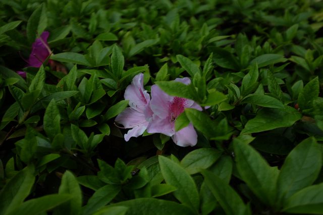 Flower Plant Pink - Download Free Stock Photos Pikwizard.com