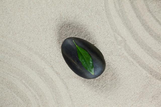 Leaf on black pebble stone - Download Free Stock Photos Pikwizard.com
