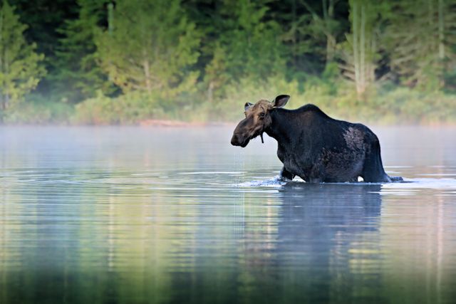 Animal moose nature wildlife - Download Free Stock Photos Pikwizard.com