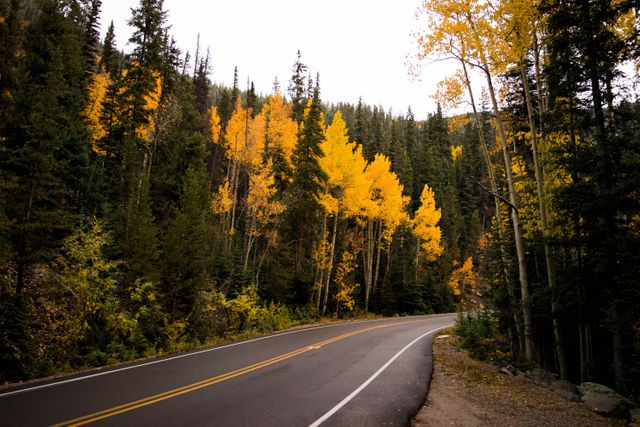 a road with yellow trees - Download Free Stock Photos Pikwizard.com