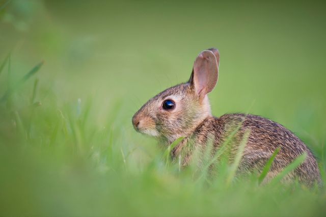 Brown Rabbit on Green Grasss - Download Free Stock Photos Pikwizard.com