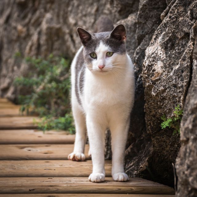 White and Grey Short Fur Cat Beside Grey Rock during Daytime - Download Free Stock Photos Pikwizard.com