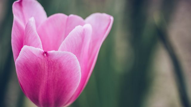 Tulip Flower Spring - Download Free Stock Photos Pikwizard.com