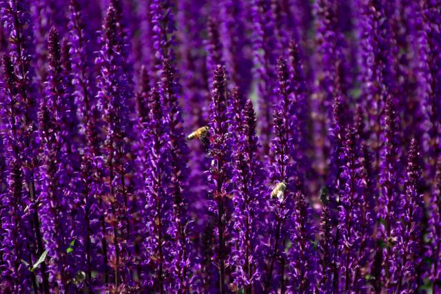 Purple Flower Violet - Download Free Stock Photos Pikwizard.com