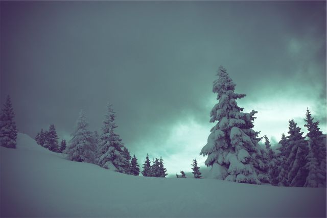 Winter snow trees- Download Free Stock Photos Pikwizard.com