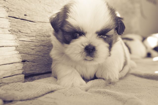 White and Black Fur Puppy on Gray Blanket - Download Free Stock Photos Pikwizard.com