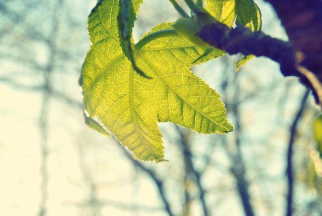 Nature sun plant leaf - Download Free Stock Photos Pikwizard.com