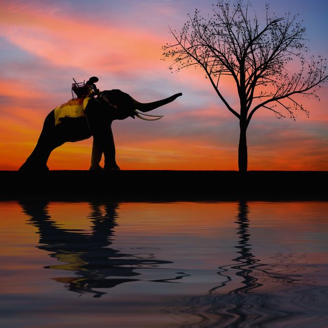 Silhouette of Elephant at Sunset - Download Free Stock Photos Pikwizard.com