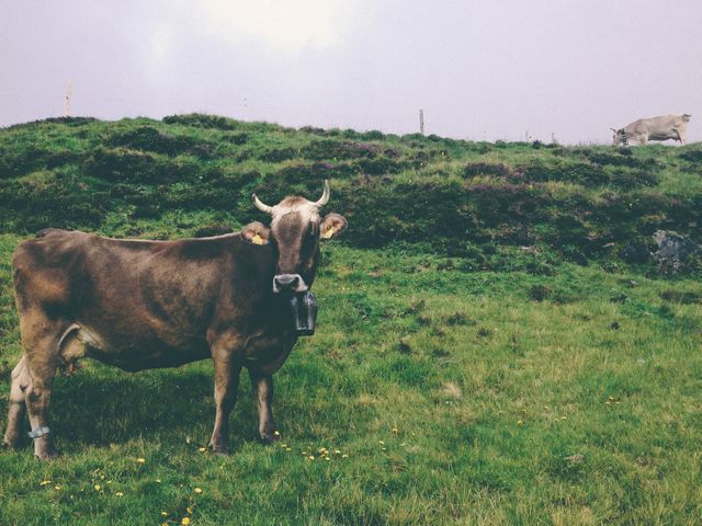 View of a cow in a farm. farming  and livestock concept
