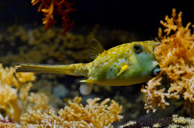 Pufferfish blowfish bubblefish - Download Free Stock Photos Pikwizard.com