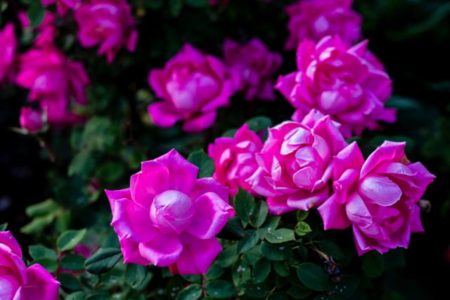 pink roses - Download Free Stock Photos Pikwizard.com