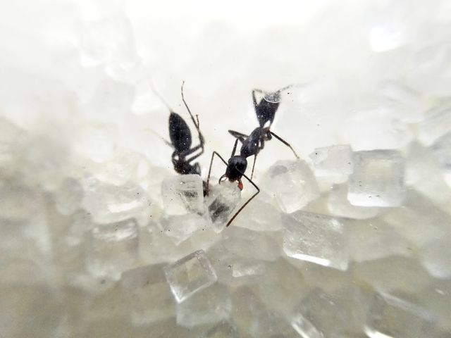 Ants eating sugar - Download Free Stock Photos Pikwizard.com