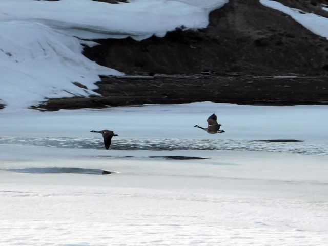two birds flying over a frozen lake - Download Free Stock Photos Pikwizard.com