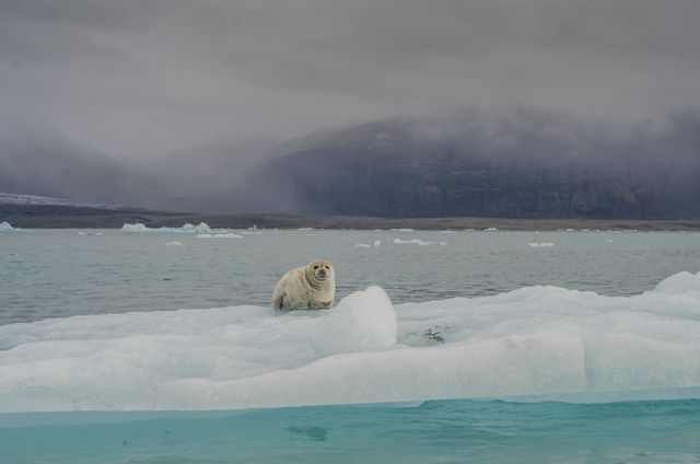 Ice bear Bear Iceberg - Download Free Stock Photos Pikwizard.com