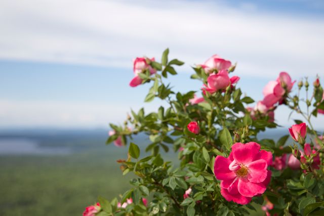 Pink Flower Blossom - Download Free Stock Photos Pikwizard.com