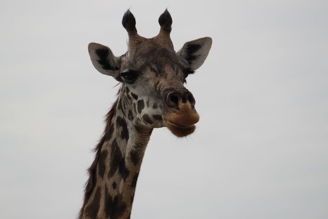 Africa giraffe safari serengeti - Download Free Stock Photos Pikwizard.com