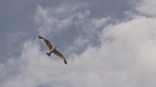 Bird Flying Under White Clouds - Download Free Stock Photos Pikwizard.com