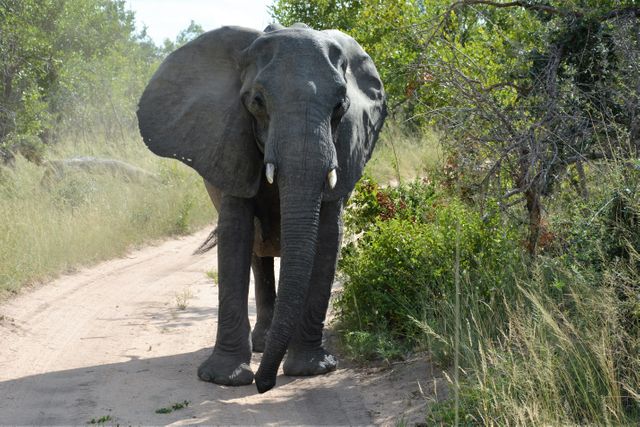 Africa elephant national park - Download Free Stock Photos Pikwizard.com