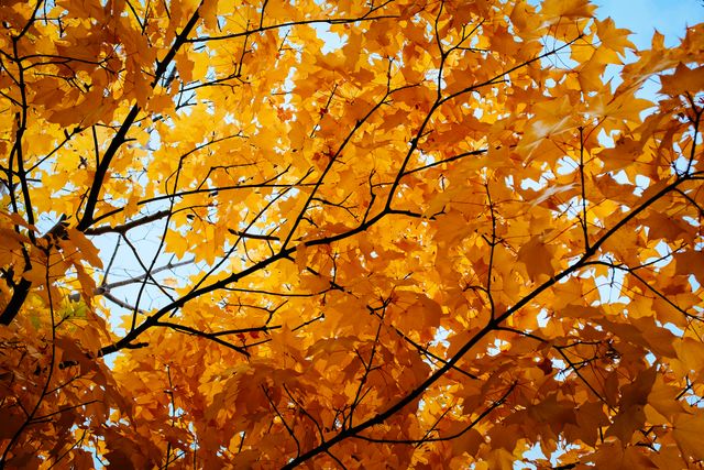 a tree with yellow leaves - Download Free Stock Photos Pikwizard.com
