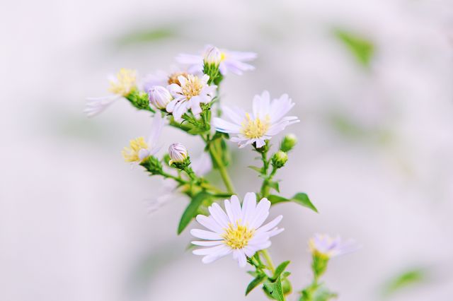 Close Up Photo of White Petaled Flower With Yellow Stigma - Download Free Stock Photos Pikwizard.com