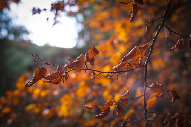 Selective Focus of Withered Leaves of Tree - Download Free Stock Photos Pikwizard.com