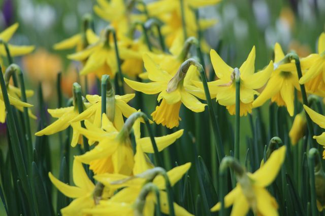 Spring Daffodils - Download Free Stock Photos Pikwizard.com