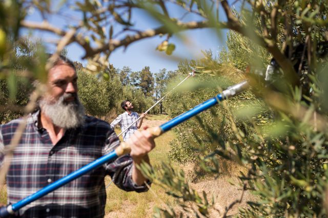 Man using olive picking tool while harvesting - Download Free Stock Photos Pikwizard.com