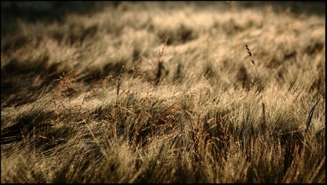 Field Wheat Grass - Download Free Stock Photos Pikwizard.com
