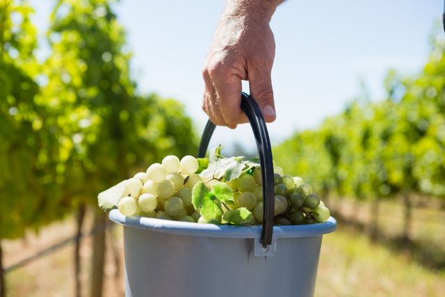 Close-up of vintner carrying harvested grapes in bucket - Download Free Stock Photos Pikwizard.com