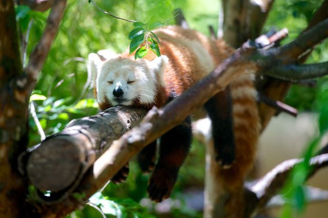 White Black and Orange Animal Sleeping on Tree Stem - Download Free Stock Photos Pikwizard.com