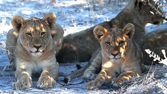 Africa etosha lion namibia - Download Free Stock Photos Pikwizard.com