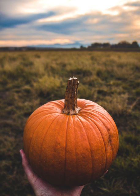a person holding a pumpkin in a field - Download Free Stock Photos Pikwizard.com