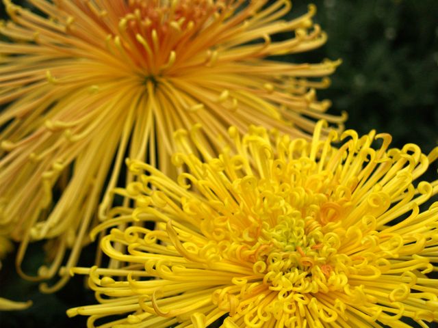Chrysanthemum flowers yellow - Download Free Stock Photos Pikwizard.com