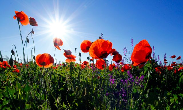 Poppies meadow sun sunshine - Download Free Stock Photos Pikwizard.com