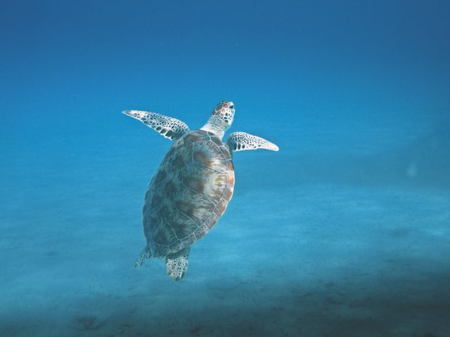Turtle Swimming To The Surface - Download Free Stock Photos Pikwizard.com