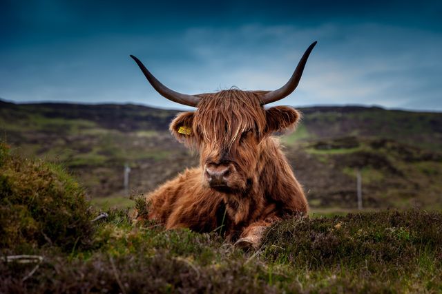 Scottish Highland Cow Moors Free Photo - Download Free Stock Photos Pikwizard.com