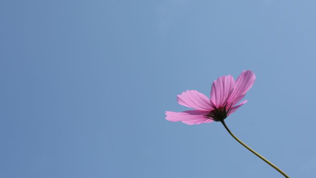 a single pink flower - Download Free Stock Photos Pikwizard.com