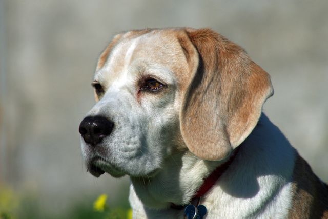 Beagle dog ears friend - Download Free Stock Photos Pikwizard.com