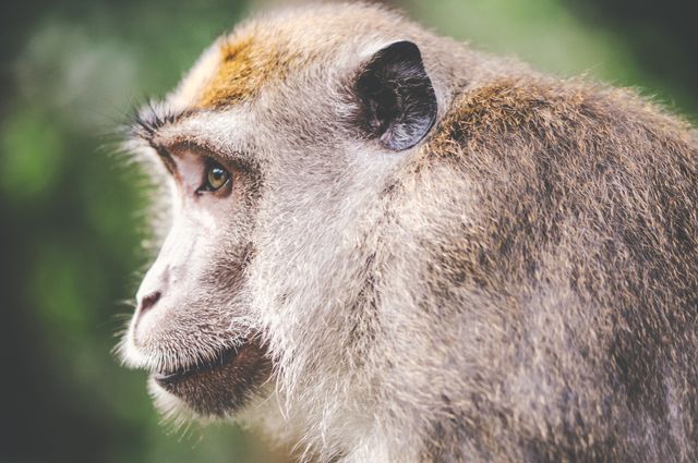 Close Up Of Wild Monkey Profile - Download Free Stock Photos Pikwizard.com