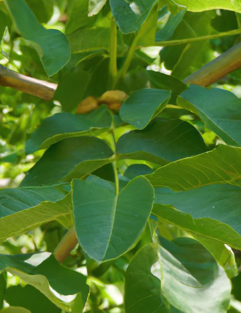 Close up of walnut tree using generative ai technology. Plants, nature and food concept, digitally generated image.
