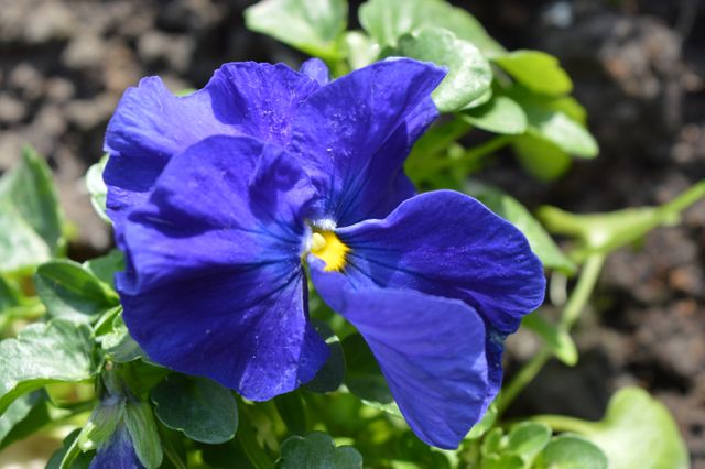 Flower Violet Herb - Download Free Stock Photos Pikwizard.com