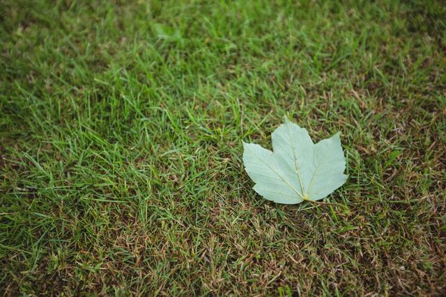 Maple leaf fallen on green grass - Download Free Stock Photos Pikwizard.com