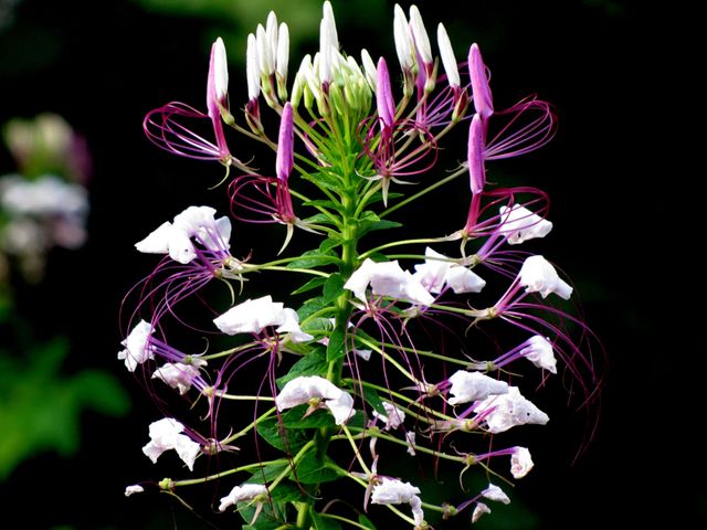 Cleome Hassleriana Spider Flower - Download Free Stock Photos Pikwizard.com