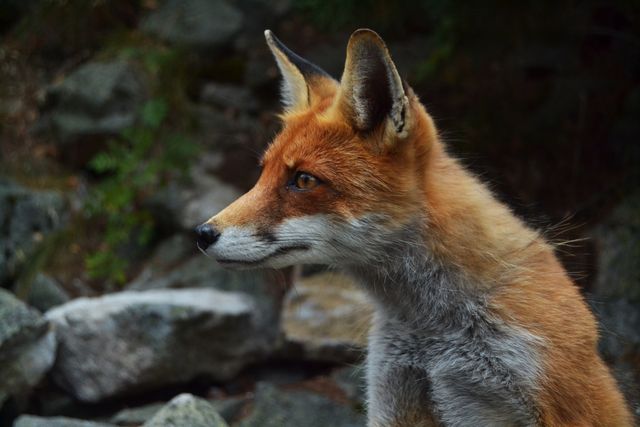 Fox Canine Red fox - Download Free Stock Photos Pikwizard.com