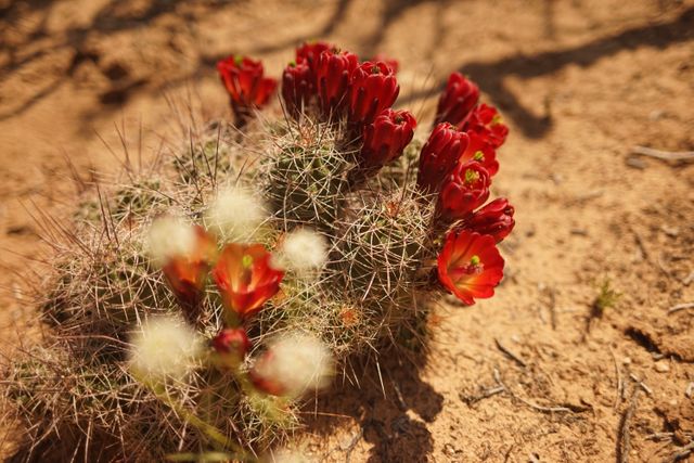 Cactus Plant Desert - Download Free Stock Photos Pikwizard.com