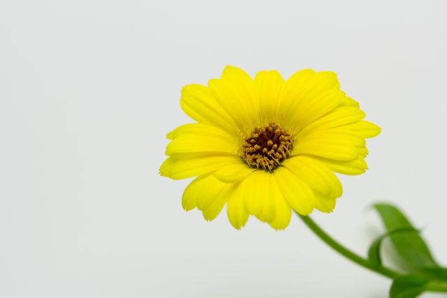 single yellow flower white background
