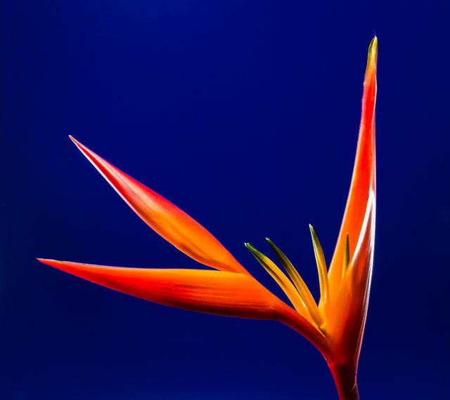 Close-Up Photo of Orange Flower - Download Free Stock Photos Pikwizard.com