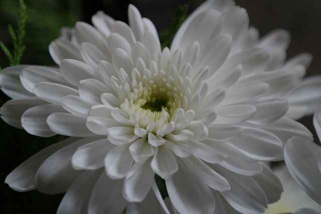 Flower White Petal - Download Free Stock Photos Pikwizard.com