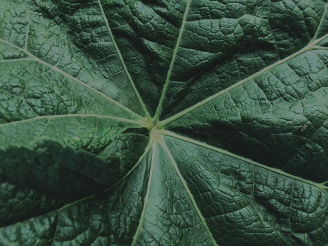Leaf Plant Texture - Download Free Stock Photos Pikwizard.com