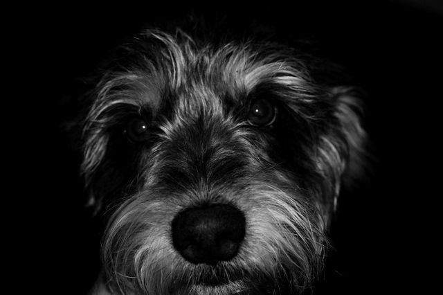 Black and white animal dog pet - Download Free Stock Photos Pikwizard.com